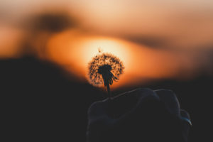 Dandelion, Taraxacum erythrospermum, seed, hand, sunset, Swabian Jura, Baden-Württemberg, Germany, Europe Dandelion, Taraxacum erythrospermum, seed, hand, sunset, Swabian Jura, Baden-Württemberg, Germany, Europe